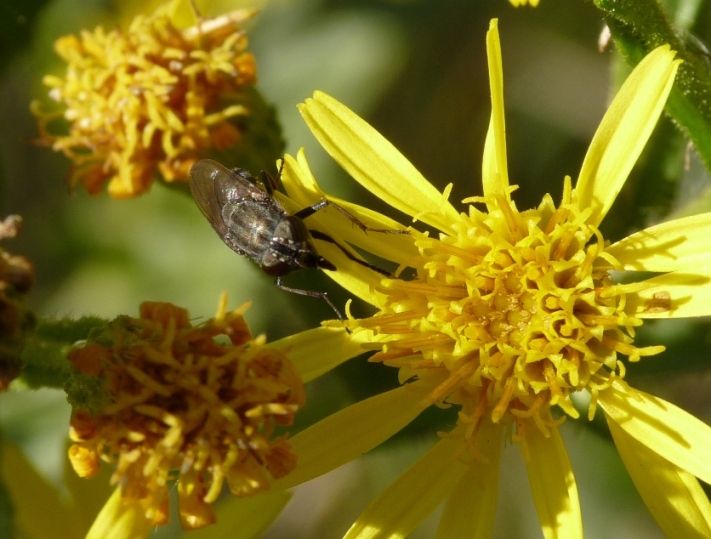 Stomorhina lunata F  (Calliphoridae)